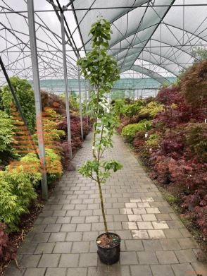 Pyrus communis "Obelisk" ®