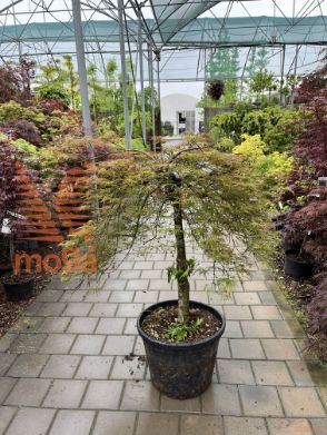 Acer palmatum "Dissectum Atropurpureum" |Half standard|FI:100-125|C