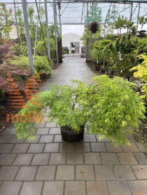 Acer palmatum "Dissectum Viridis" |1/4 stem|FI:150-175|C