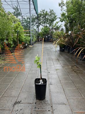 Vitis vinifera "Ananas"