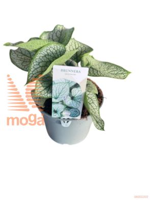 http://twentheplant.nl/tsd/98775_BRMJDIAM_8P19_1.jpg