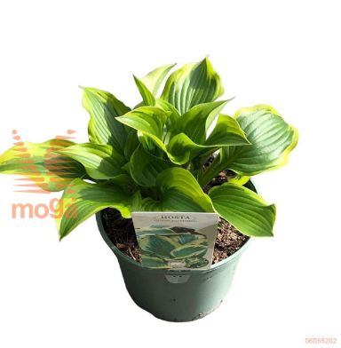 http://twentheplant.nl/tsd/98775_HOQJOSEP_8P19_1.jpg