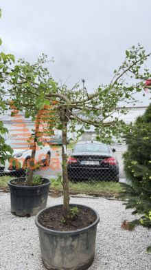 Slika Ginkgo biloba "Horizontalis" |16/18|3/4-Std|FI:200-250|C