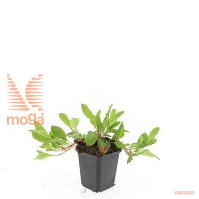 http://twentheplant.nl/tsd/54451_PEADRED_8P09_1.jpg