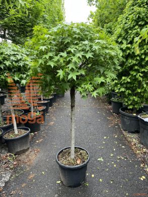 Liquidambar styraciflua "Gum Ball" |14/16|Half standard|C