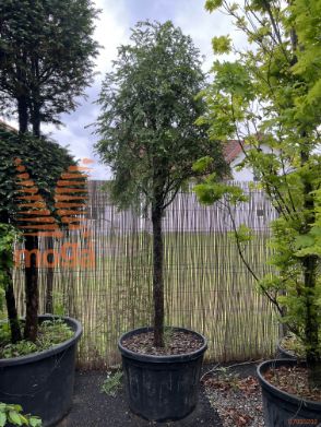 Tsuga canadensis |Half standard|soliter|C