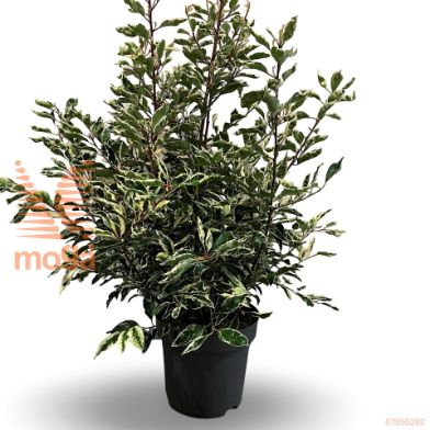 http://twentheplant.nl/tsd/81210_PRULVARI_9C12080100_1.jpg