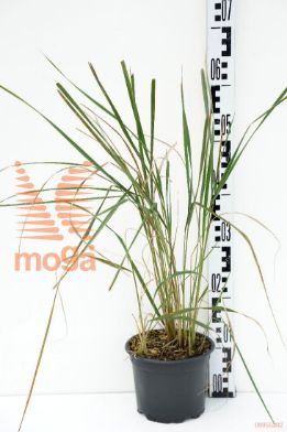 http://twentheplant.nl/tsd/67503_CAAKFOER_8P17_1.jpg