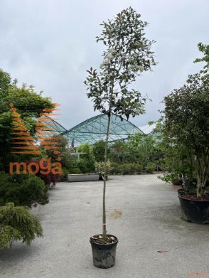Photinia glabra "Super Red"