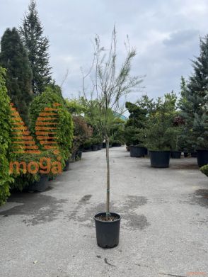 Tamarix gallica |Half standard|C