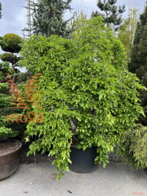 Morus alba "Pendula" |200-250|Pon-pon|C