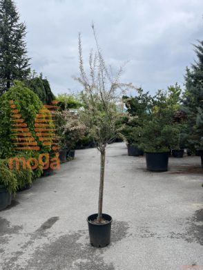 Tamarix hispida "Aestivalis" |Half standard|C