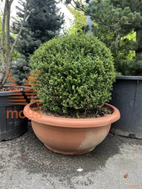 Ilex crenata "Glorie Dwarf" |FI:70-80|Ball|extra|C