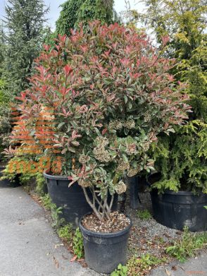 Photinia fraseri "Pink Marble" ® |175-200|Multi stem|Umbrella-Shape|C