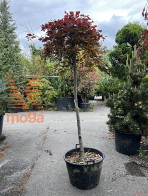 Fagus sylvatica "Purpurea Pendula" |14/16|3/4 stem|C