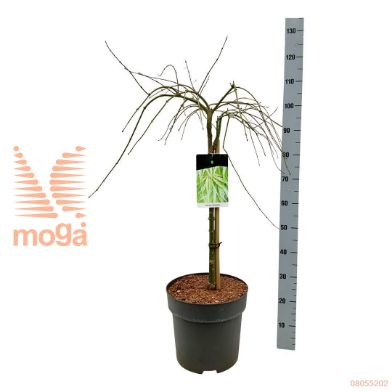 http://twentheplant.nl/tsd/70712_ACPDISSE_S050C14_1.jpg