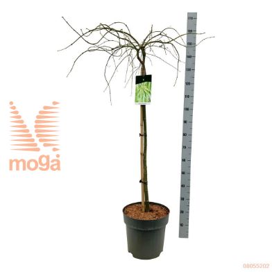 http://twentheplant.nl/tsd/70712_ACPDISSE_S090C14_1.jpg