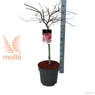 http://twentheplant.nl/tsd/70712_ACPGARNE_S050C14_1.jpg