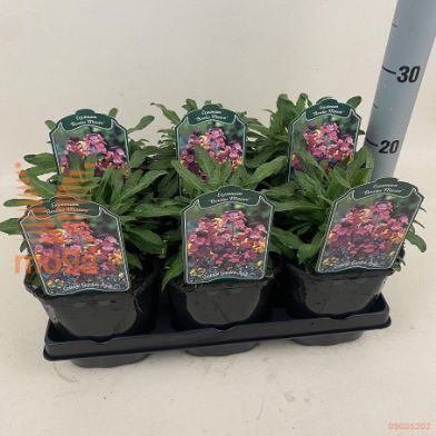 http://twentheplant.nl/tsd/94106_ERBMAUVE_8P17_1.jpg