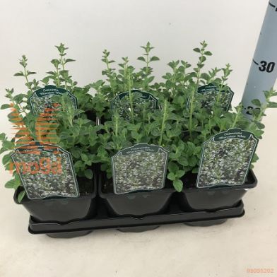 http://twentheplant.nl/tsd/94106_CAMMWHIT_8P17_1.jpg