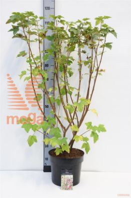 http://twentheplant.nl/tsd/58250_RISPSCAR_8P26060080_1.jpg
