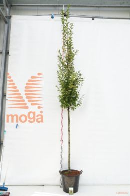 http://twentheplant.nl/tsd/78110_CABFASTI_S1801214C50_1.jpg