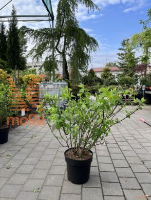 latasta hortenzija "Magical Kilimajaro®"