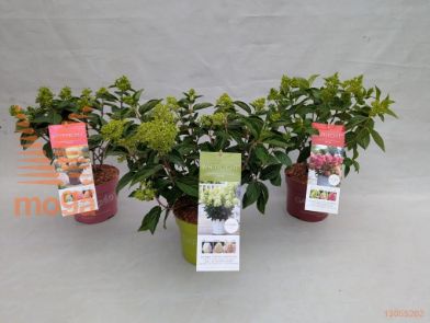 http://twentheplant.nl/tsd/77706_HYPGLIGH_8P17_2.jpg