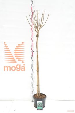 http://twentheplant.nl/tsd/69506_CABUNGEI_S120C12_1.jpg