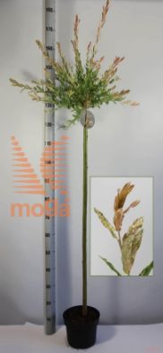http://twentheplant.nl/tsd/59387_SAIHNISH_S160P26_2.jpg