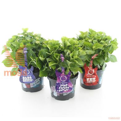 http://twentheplant.nl/tsd/71050_HYMDPDAN_8P23030040_1.jpg