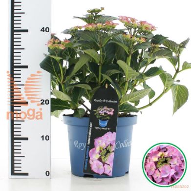http://twentheplant.nl/tsd/71050_HYMTPURP_8P23030040_2.jpg