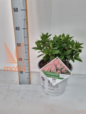 http://twentheplant.nl/tsd/500440_HYLQFIRE_8P19_2.jpg