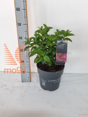http://twentheplant.nl/tsd/500440_HYPPPROM_8P23_2.jpg