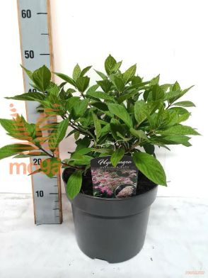 http://twentheplant.nl/tsd/500440_HYPRUBY_8P26_2.jpg
