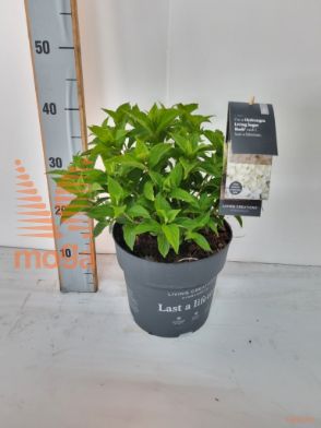 http://twentheplant.nl/tsd/500440_HYPSRUSH_8P23_2.jpg