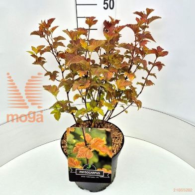 http://twentheplant.nl/tsd/90925_PHOAQUEE_9c10040050_2.jpg