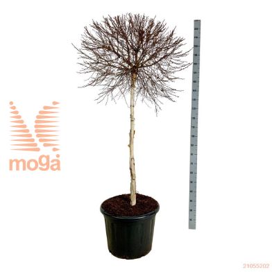 http://twentheplant.nl/tsd/55037_BEPMGLOB_S120C70EXTR_1.jpg