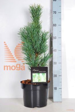 http://twentheplant.nl/tsd/70712_PINSFAST_8P23040050_2.jpg