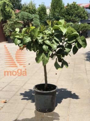 Slika Citrus limonum |1/4 stem|C