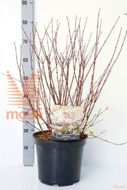 http://twentheplant.nl/tsd/90925_DEROSEA_9C10050060_1.jpg