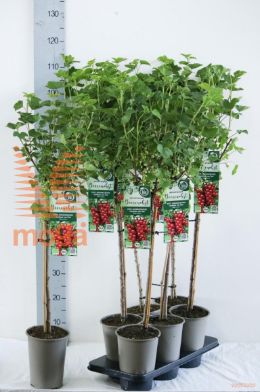 http://twentheplant.nl/tsd/61502_RIRJTETS_S060P19_2.jpg
