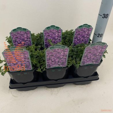 http://twentheplant.nl/tsd/94106_CAPCDBLU_8P17_2.jpg