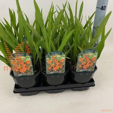 http://twentheplant.nl/tsd/94106_CREMCKEN_8P17_2.jpg