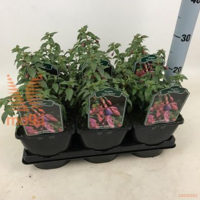 http://twentheplant.nl/tsd/94106_FUTTHUMB_8P17_2.jpg