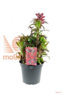 http://twentheplant.nl/tsd/98775_LOFSCARL_8P17_1.jpg
