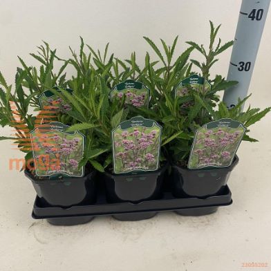 http://twentheplant.nl/tsd/94106_VEBLOLLI_8P17_2.jpg