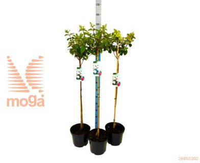 http://twentheplant.nl/tsd/90990_HYPSFRAI_S090P26_2.jpg