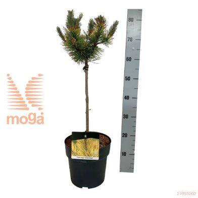 http://twentheplant.nl/tsd/70712_PIMGGLOW_s040p23_2.jpg