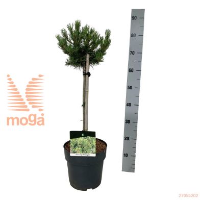 http://twentheplant.nl/tsd/70712_PINMKLOS_s040p23_2.jpg